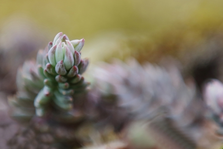 Tripmadam -vetplant-