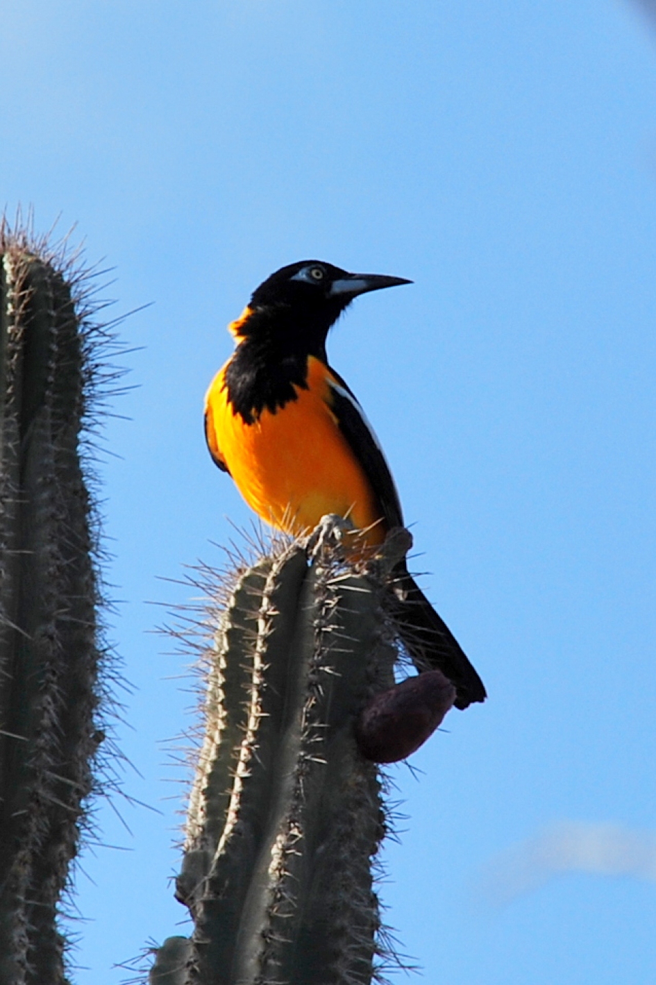 Troepiaal - Vogels - 