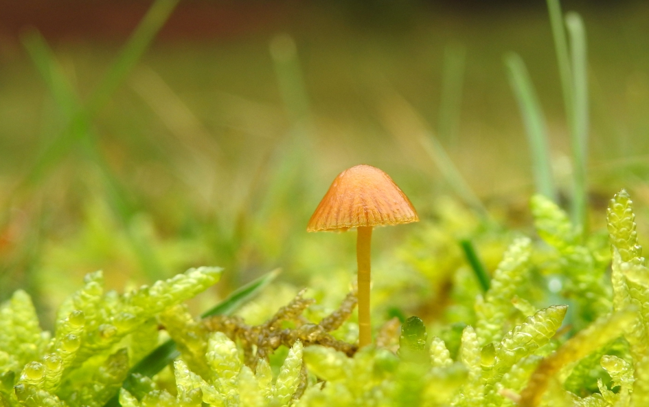 Tussen het mos - Schimmels - Mosklokje