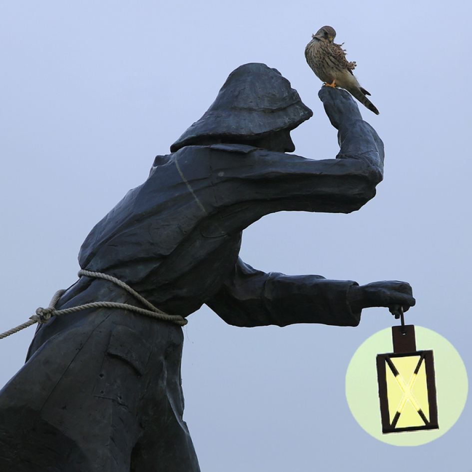 Tweede natuur ... - Vogels - Torenvalk