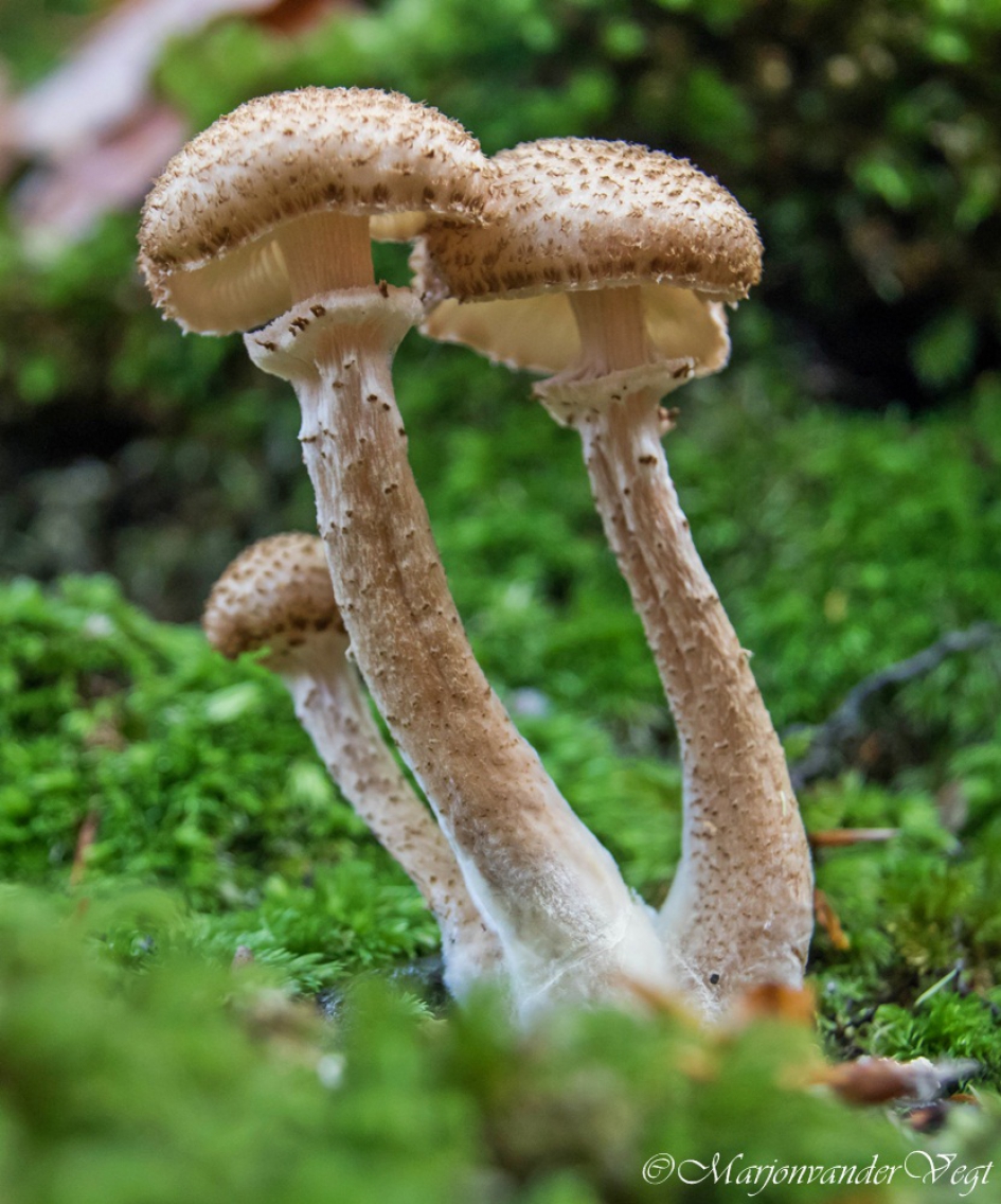 Tweeling - Schimmels - honingzwammen