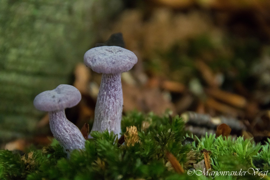 Tweeling - Schimmels - Ametistzwam