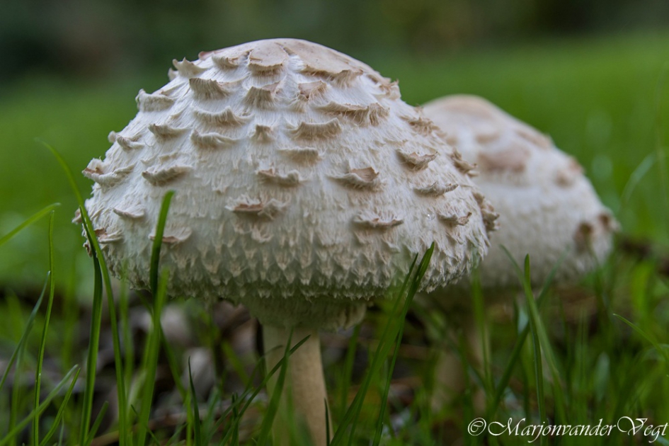 Tweeling - Schimmels - parasolzwam