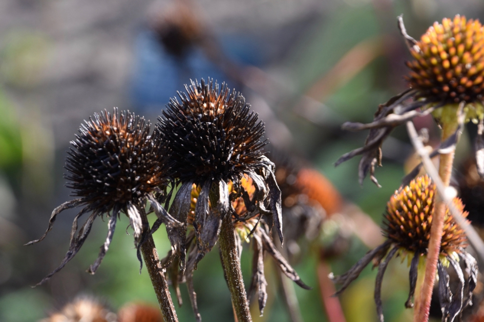 Uitgebloeid - Planten - 