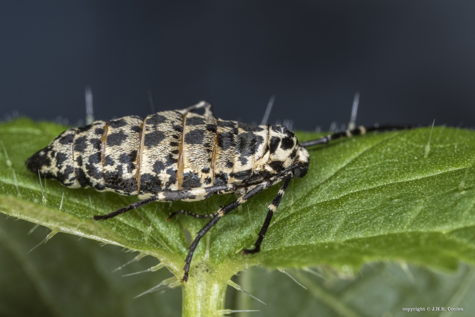 Van opzij - Geleedpotigen - Grote wintervlinder