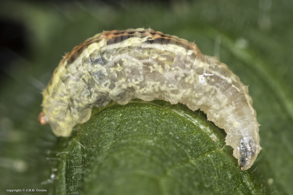 Van slag - Geleedpotigen - Snorzweefvlieg (Pyamazweefvlieg)