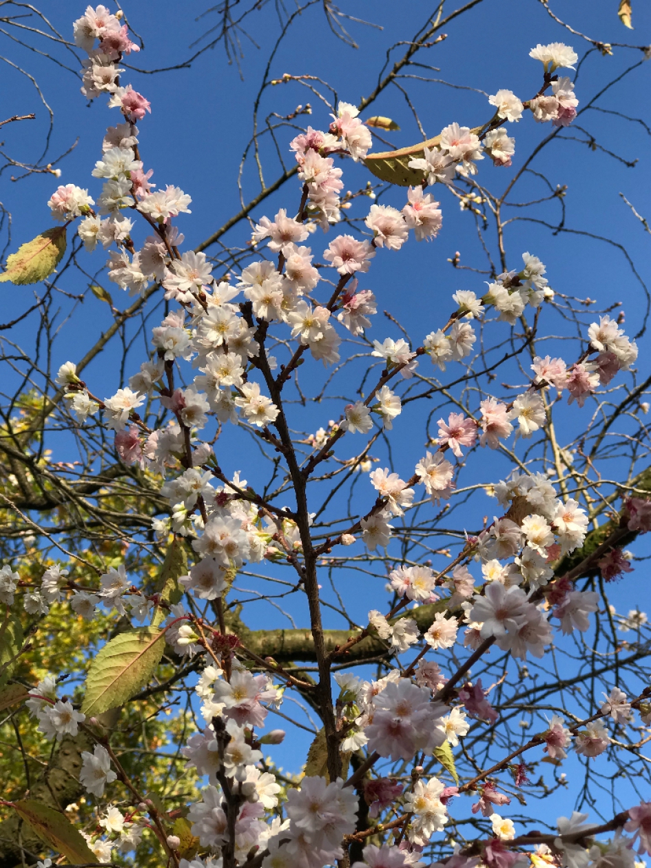 Vanmiddag, 14:00 uur - Planten - 