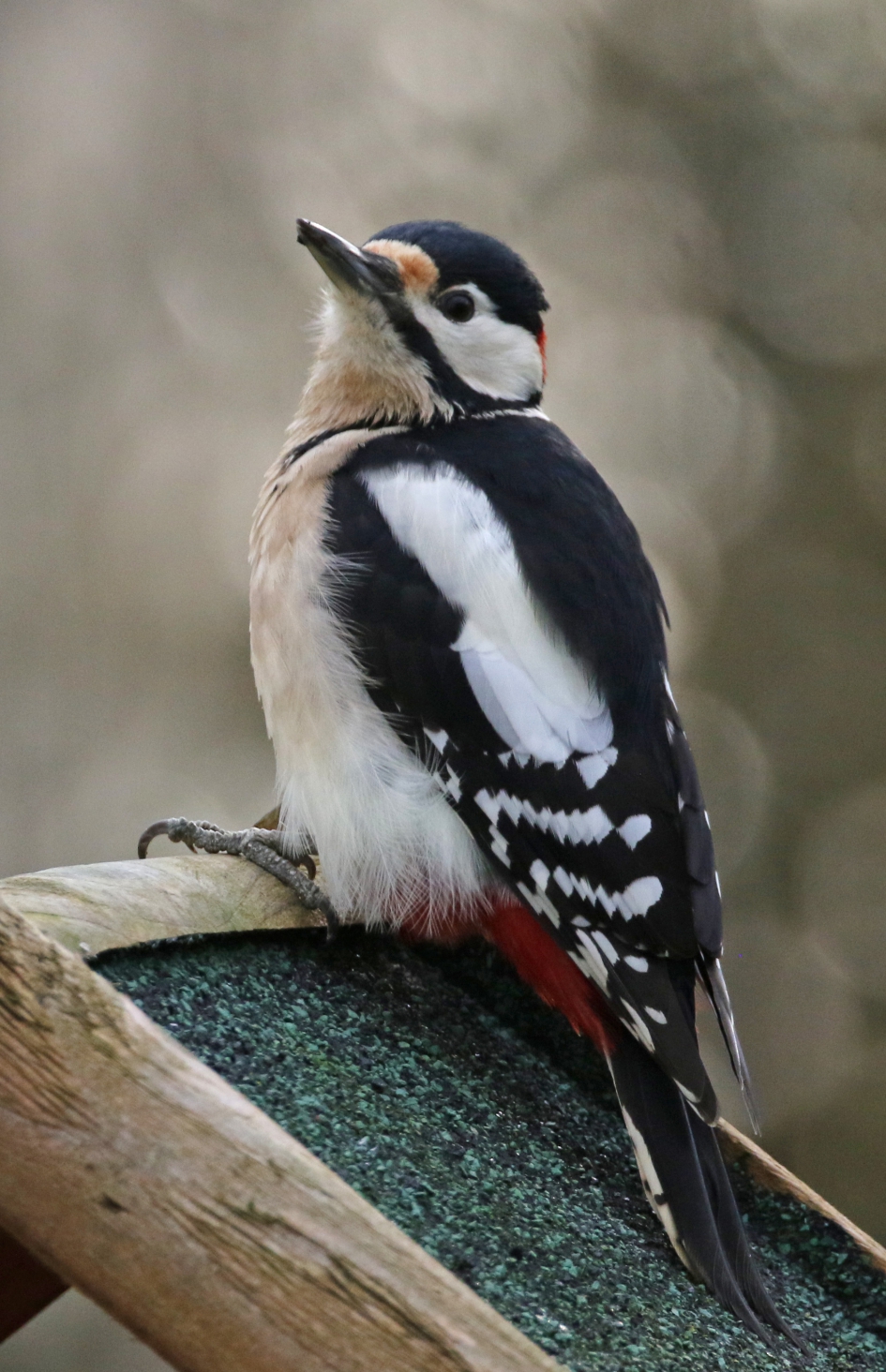 Vanuit fotohut.... - Vogels - Grote Bonte Specht