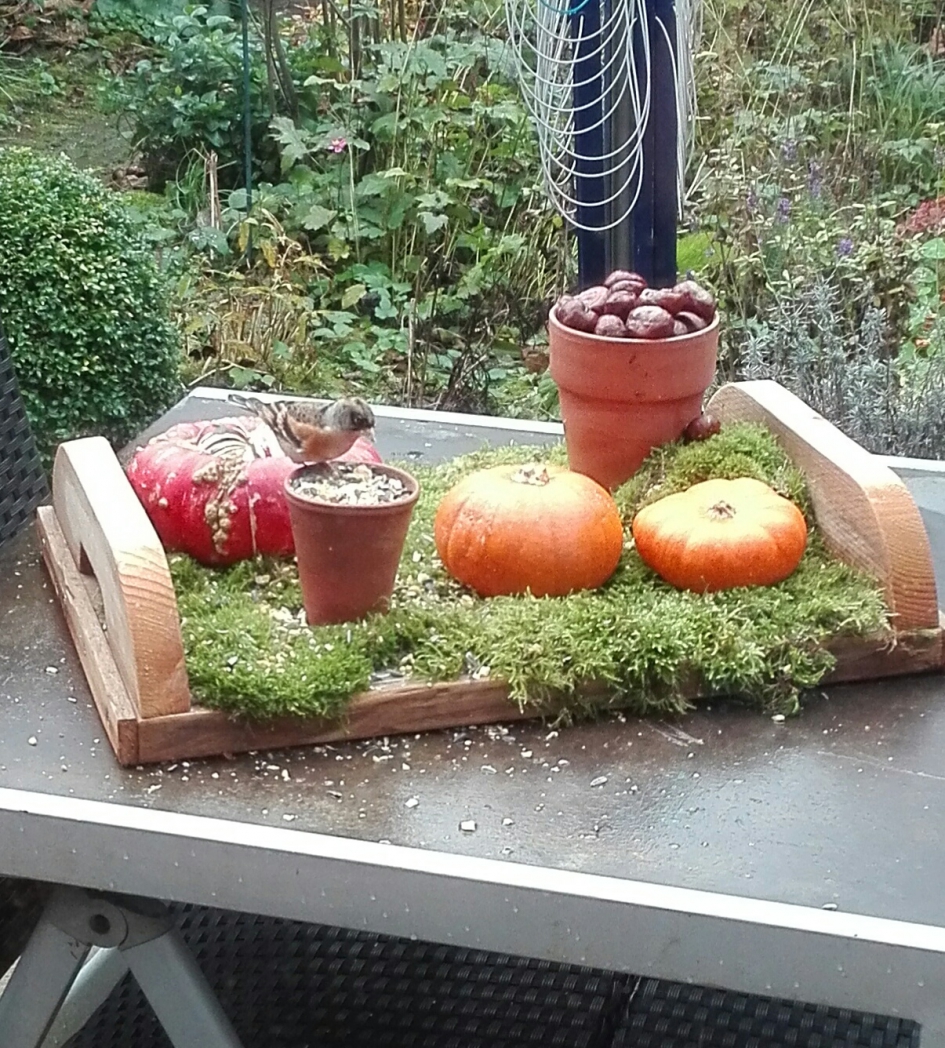 Vaste gast..de keep - Vogels - Keep