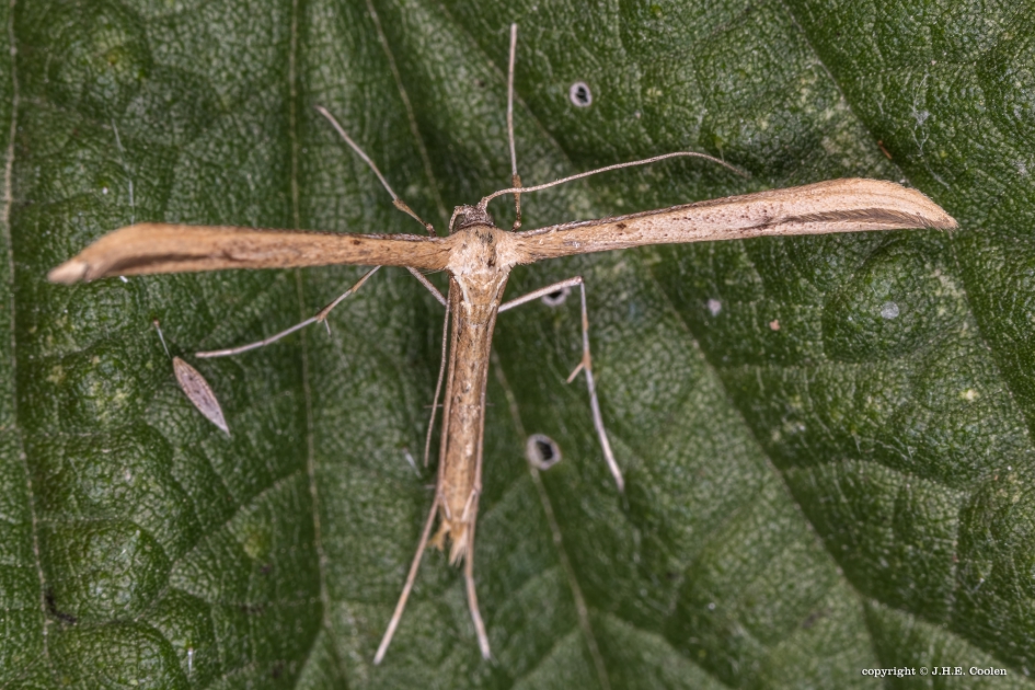 Vedermot - Geleedpotigen - Vedermot