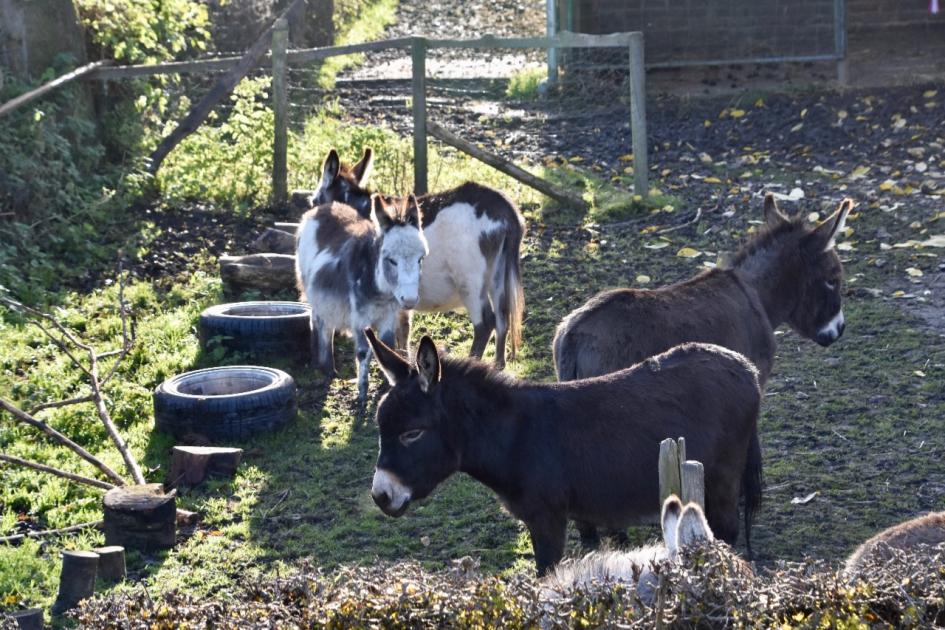 Veel ezeltjes - Zoogdieren - 