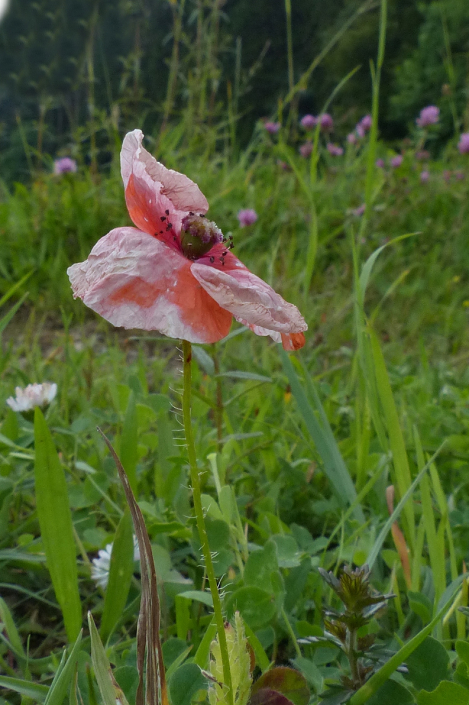 verdorde klaproos - Planten - 