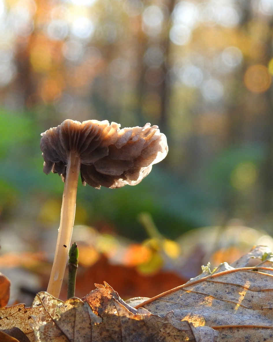 Vergankelijk - Schimmels - Franjehoed