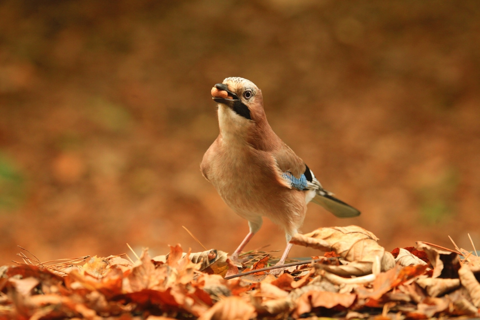 Vlaamse gaai - Vogels - 