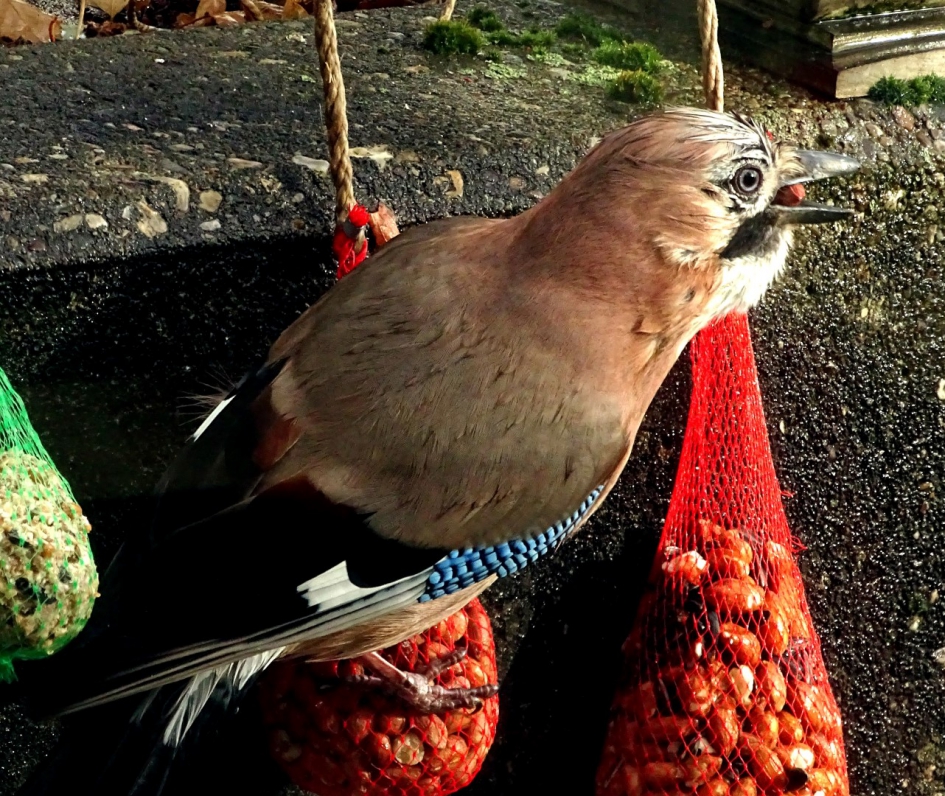 Vlaamse Gaai - Vogels - Vlaamse Gaai