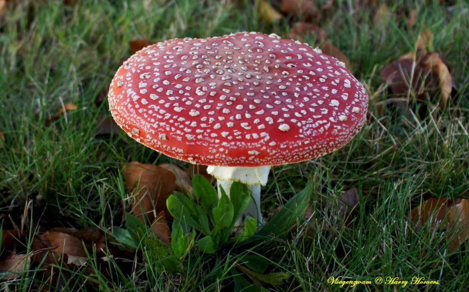 Vliegenzwam - Schimmels - Vliegenzwam