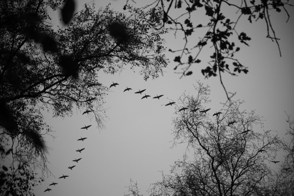Vogeltrek - Vogels - Gans