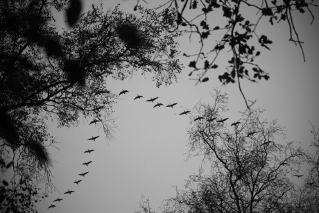 Vogeltrek