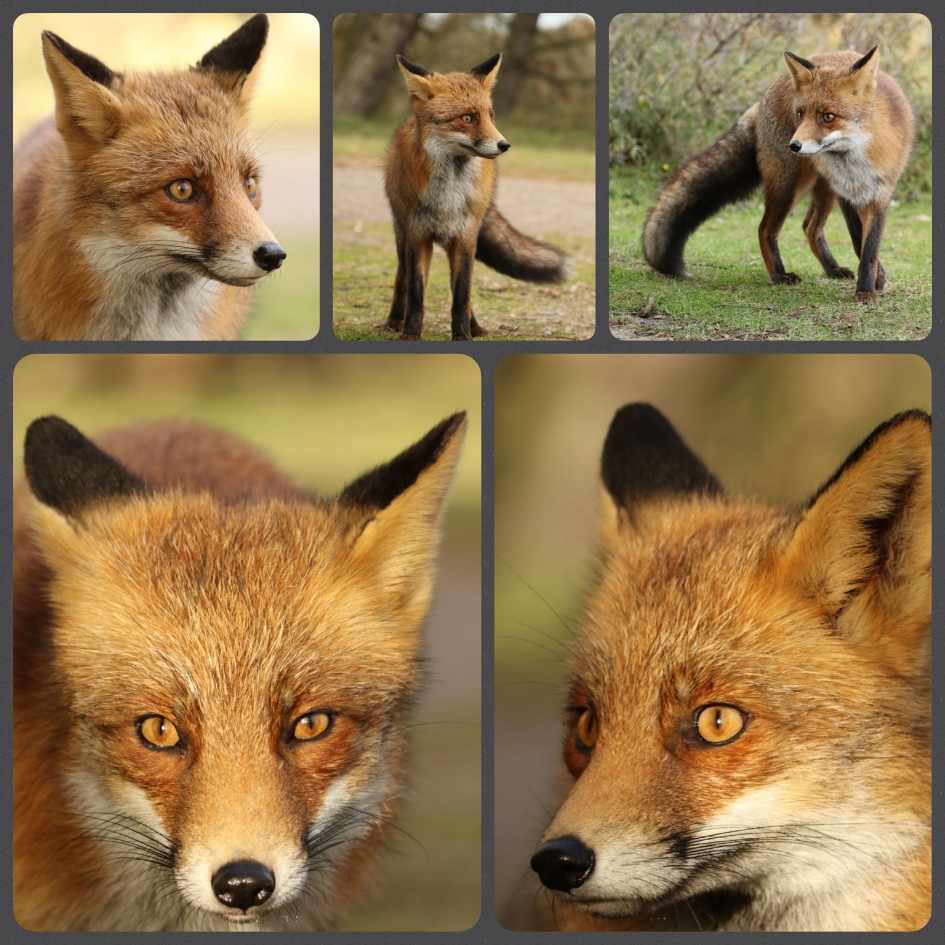 Vos - Zoogdieren - Vos