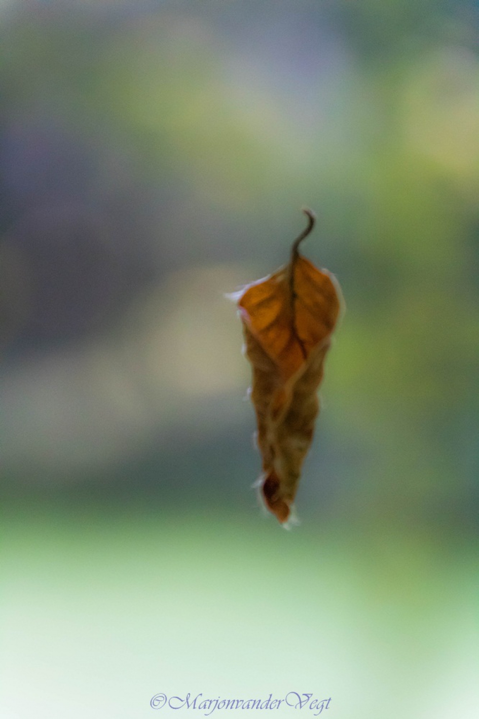 Vrije val - Planten - blad