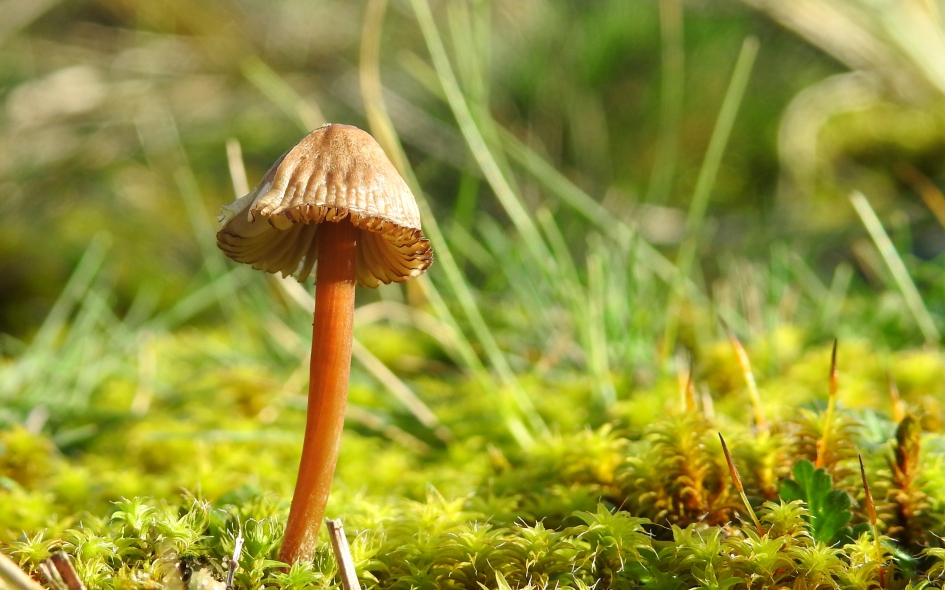 Vrolijk hoedje - Schimmels - 