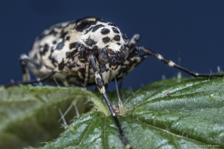 Vrouwtje van de grote wintervlinder