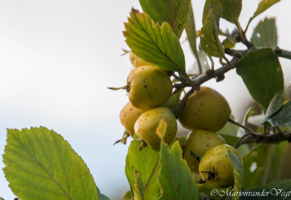 Vruchten - Planten - geen id
