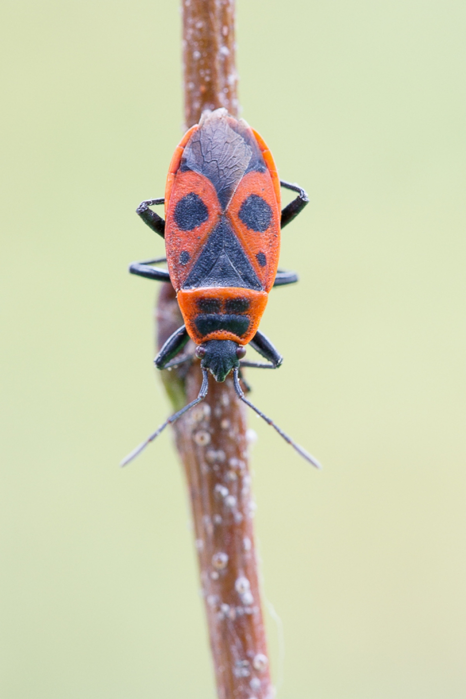 Vuurwants - Pyrrhocoris apterus - Geleedpotigen - Vuurwants