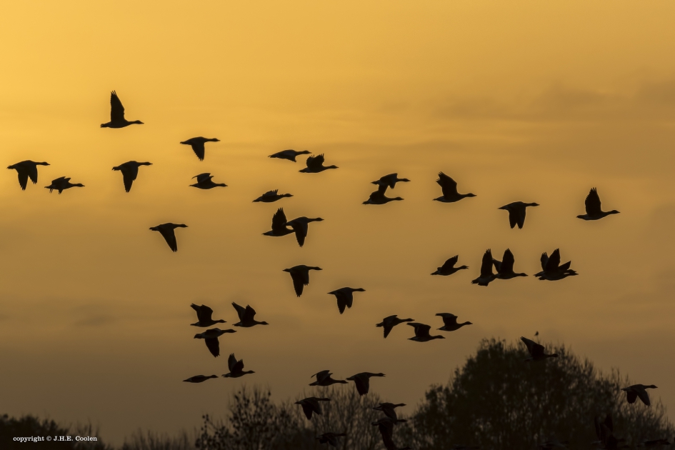 VV - Vogels - Grauwe gans