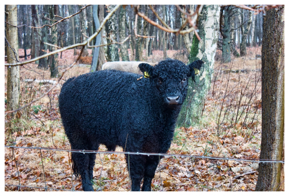 Wasmeer rund... - Zoogdieren - 