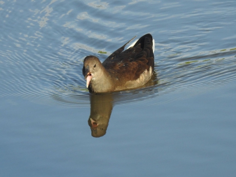 Waterhoentje maakt stampij