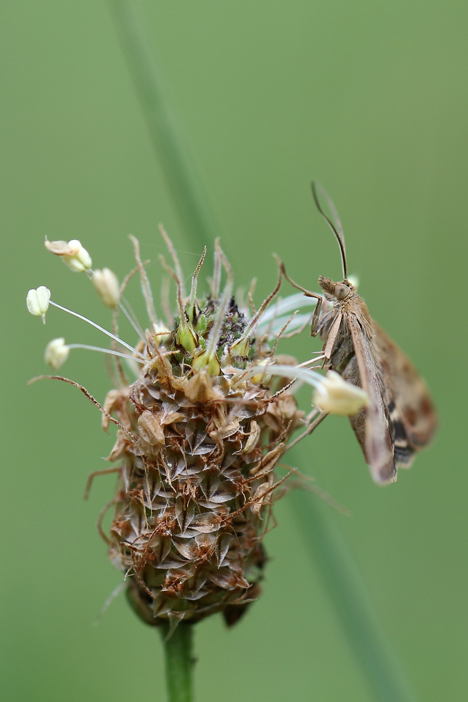 weegbreemot - Geleedpotigen - 