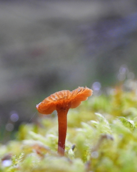 Wie het kleine niet eert....