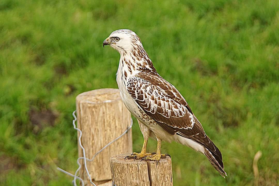 Wieringermeers blond - Vogels - Buizerd