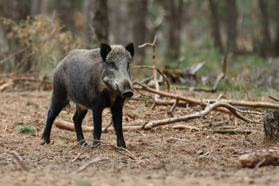 wild zwijn - Zoogdieren - 