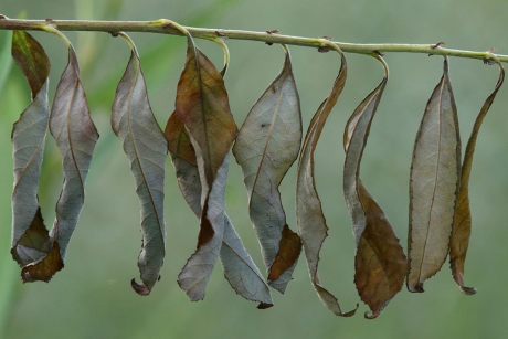 wilgenbladeren