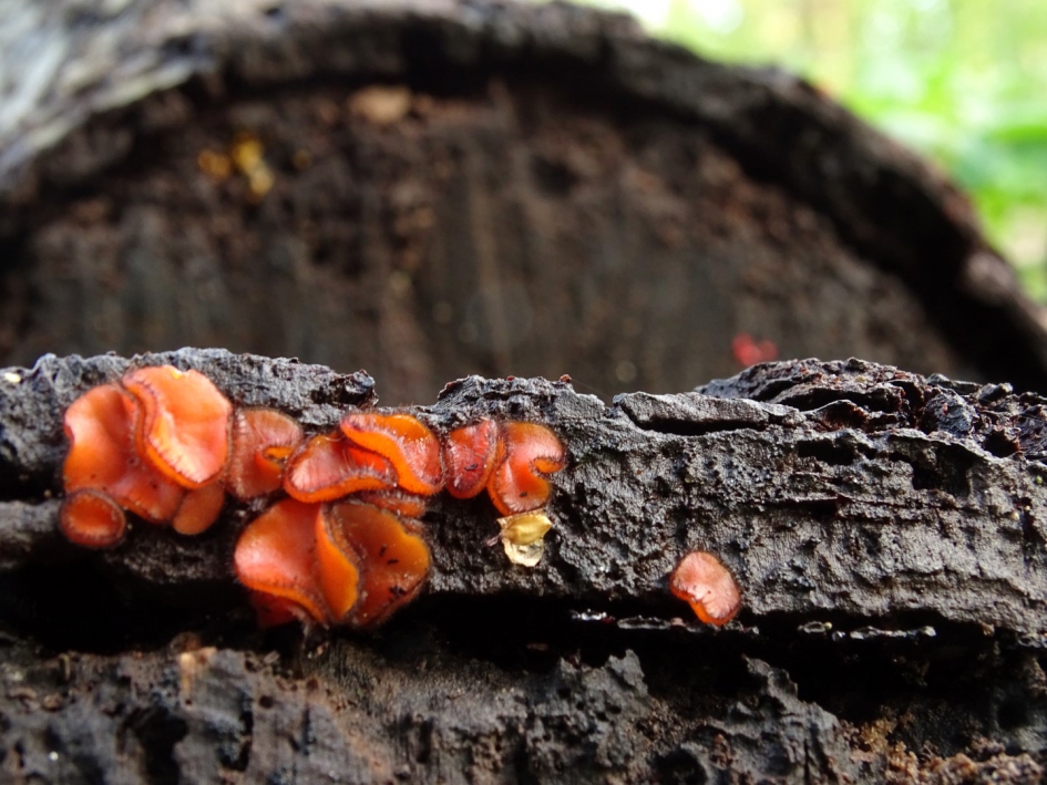 Wimperzwammetjes - Schimmels - Wimperzammetjes