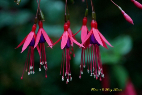 Winterharde Fuchia s