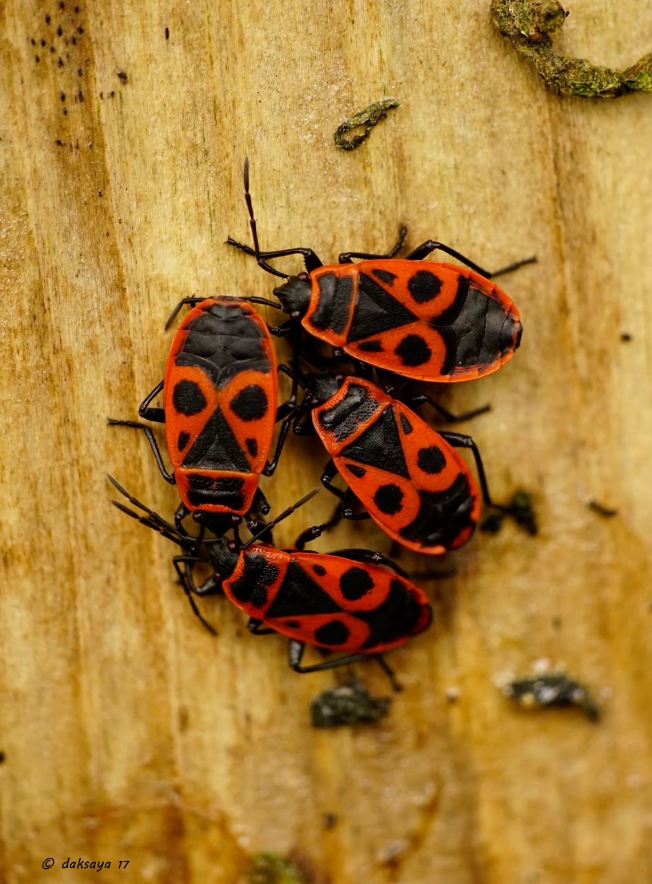 Winterslaap - Geleedpotigen - 