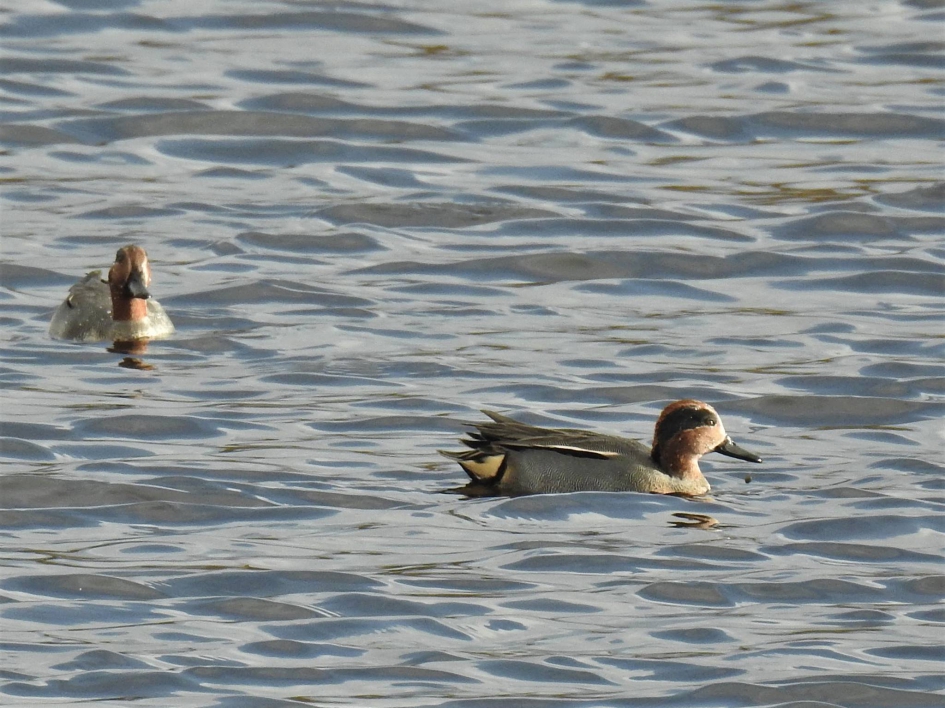 Wintertalingen in de harde wind op het water - Vogels - Wintertaling