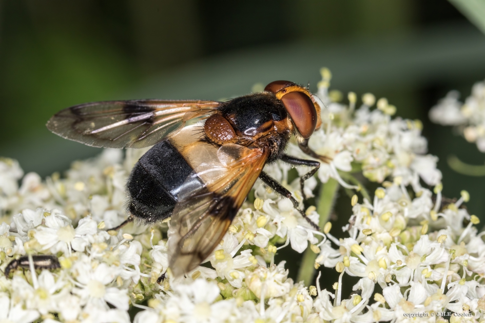 Witte reus - Geleedpotigen - Witte reus
