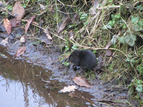 Woelrat in slootje naast ons huis