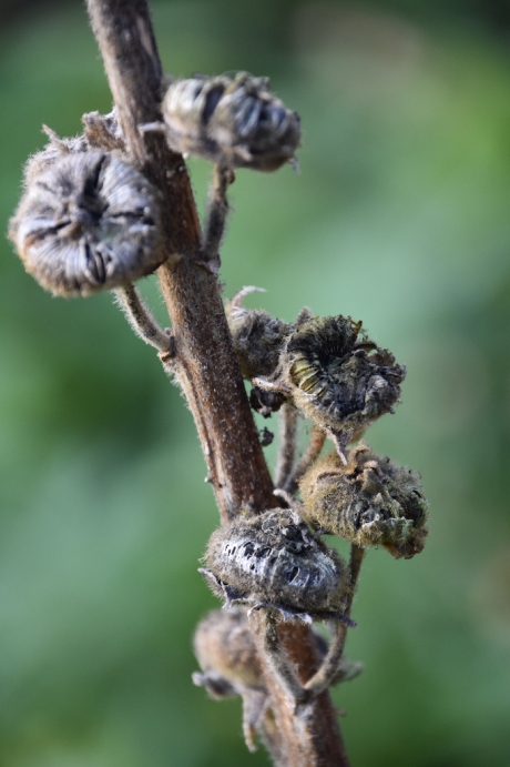 Zaden van de stokroos