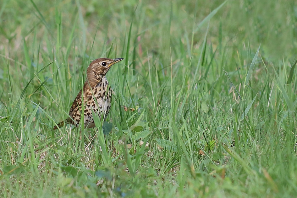 zanglijster - Vogels - 