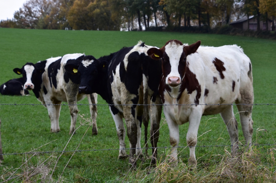 Ze blijven je volgen - Zoogdieren - 