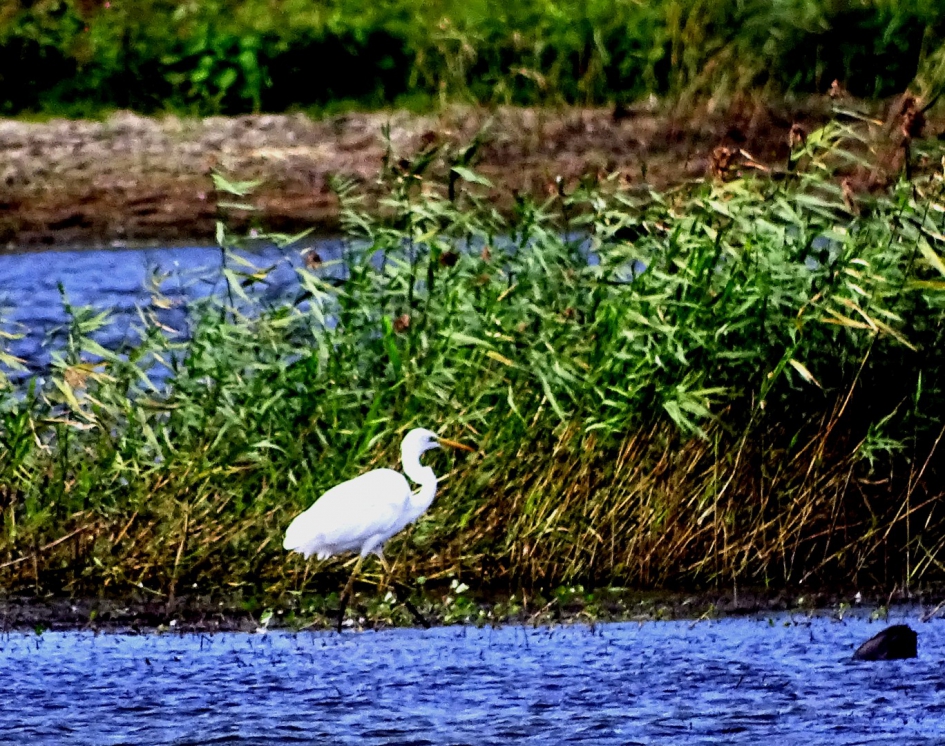 Zilverreiger - Vogels - Zilverreiger