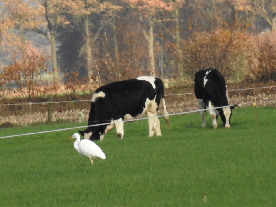 Zilverreiger in weiland met jongvee. - Vogels - Zilverreiger