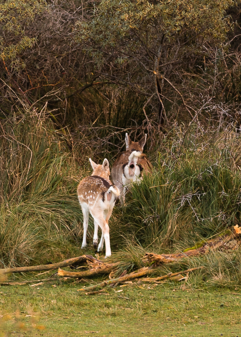 Zoals de ouden zongen, piepen de jongen! - Zoogdieren - Damhert