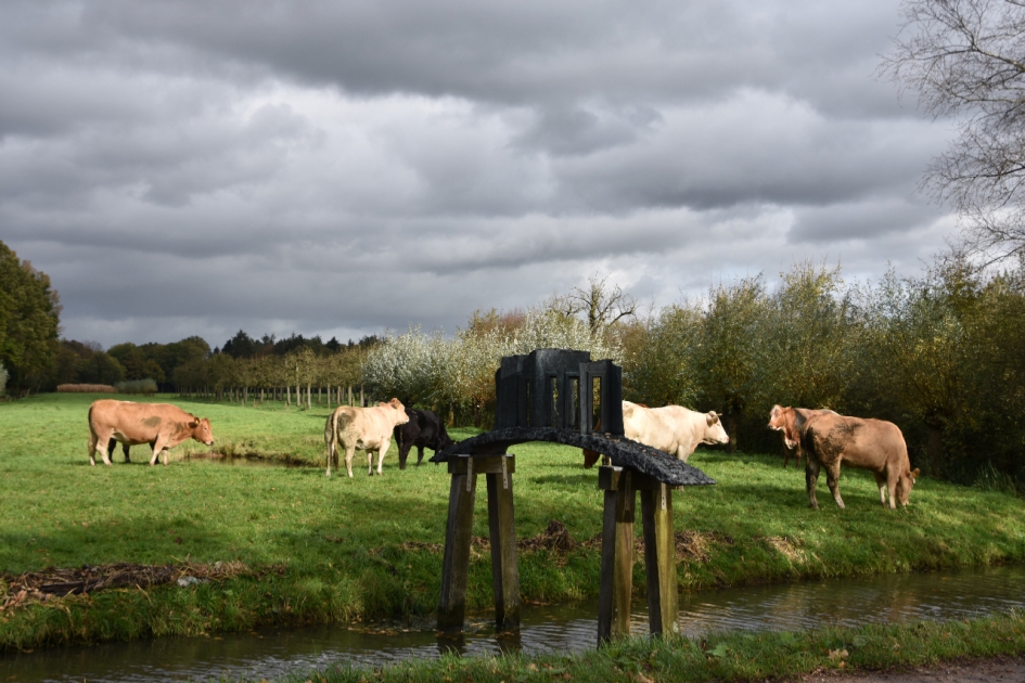 Zonnetje op de koeien - Zoogdieren - 