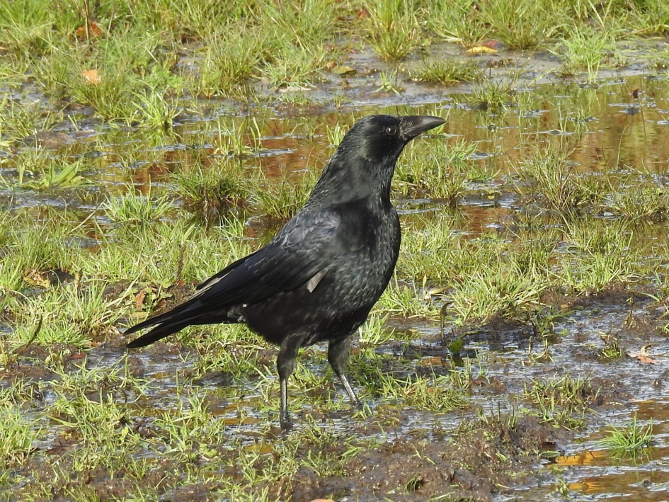 Zwarte kraai na een zware regenbui - Vogels - Zwarte kraai
